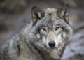 Timber wolf or Grey Wolf Canis lupus portrait in the winter snow in Canada Royalty Free Stock Photo