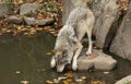 Timber wolf or Grey Wolf drinking water from a pond on an autumn day in Canada