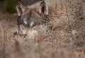 Timber Wolf Hidden in the Grass Closeup