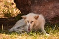 Timber Wolf with his Tongue Sticking Out