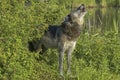 Timber wolf howling Royalty Free Stock Photo