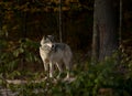 A lone Timber wolf or grey wolf (Canis lupus) hunting in the forest in autumn in Canada Royalty Free Stock Photo