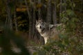 A lone Timber wolf or grey wolf (Canis lupus) hunting in the forest in autumn Royalty Free Stock Photo