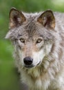 lone Timber wolf or Grey Wolf (Canis lupus) on top of a rock on an autumn day in Canada Royalty Free Stock Photo