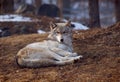 Timber Wolf lying down Royalty Free Stock Photo