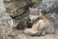 Timber wolf mother and pups at den