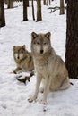 Timber Wolf Pair Royalty Free Stock Photo