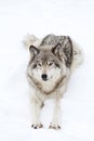 A lone Timber wolf or grey wolf (Canis lupus) isolated against a white background walking in the winter snow in Canada Royalty Free Stock Photo