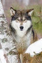 Timber wolf portrait