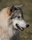 Timber wolf portrait Royalty Free Stock Photo