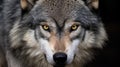 Timber wolf portrait. A close-up photo of a menacing wolf with a yellow eyes. Generative AI Royalty Free Stock Photo