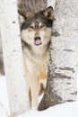 Timber wolf portrait with his tongue out Royalty Free Stock Photo