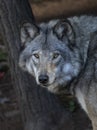 A Timber wolf portrait isolated against a black background in autumn in Canada Royalty Free Stock Photo