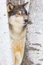 Timber wolf portrait Royalty Free Stock Photo