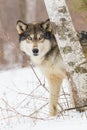 Timber wolf portrait Royalty Free Stock Photo