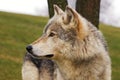 Timber Wolf Profile Royalty Free Stock Photo