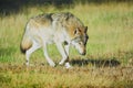 Timber wolf Royalty Free Stock Photo