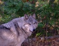 Timber Wolf Royalty Free Stock Photo