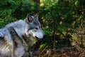 Timber Wolf Royalty Free Stock Photo