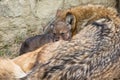Timber wolf pup resting on mother back Royalty Free Stock Photo