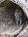 Timber wolf pup Royalty Free Stock Photo