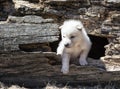 Timber wolf pup Royalty Free Stock Photo