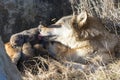 Timber wolf with pups drinking milk