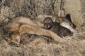 Timber wolf with pups