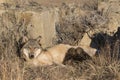 Timber wolf pups nursing on mother Royalty Free Stock Photo