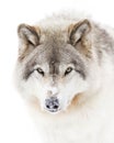 Arctic wolf isolated against a white background walking in the winter snow in Canada Royalty Free Stock Photo