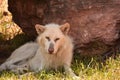 Timber Wolf Resting in the Shade of a Rock Royalty Free Stock Photo