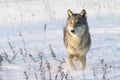 Timber wolf running in snow Royalty Free Stock Photo