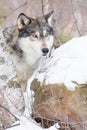 Timber wolf side portrait Royalty Free Stock Photo