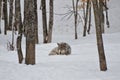 Timber Wolf Sleeping