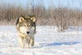 Timber wolf sneaking in for kill Royalty Free Stock Photo
