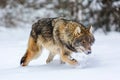 Timber wolf in snowy winter forest. Wild life landscape. European wolf Canis Lupus in natural habitat Royalty Free Stock Photo