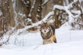 Timber wolf in snowy winter forest. Wild life landscape. European wolf Canis Lupus in natural habitat Royalty Free Stock Photo