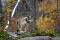 A lone Timber wolf or grey wolf (Canis lupus) standing on a rocky cliff looking back in autumn in Canada Royalty Free Stock Photo