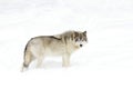 A Lone Timber Wolf Or Grey Wolf &#x28;Canis Lupus&#x29; Isolated Against A White Background Walking In The Winter Snow In Canada