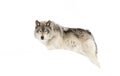 Timber wolf or grey wolf (Canis lupus) isolated against a white background walking in the winter snow in Canada Royalty Free Stock Photo