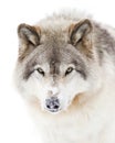 A lone Timber wolf or grey wolf (Canis lupus) isolated against a white background walking in the winter snow in Canada Royalty Free Stock Photo