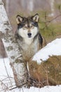 Timber wolf stare down Royalty Free Stock Photo