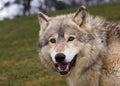 Timber Wolf Stare with Hill Royalty Free Stock Photo