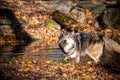 A Timber Wolf stepping out of a pond while staring agressively at another wolf