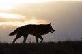 Timber wolf at sunrise