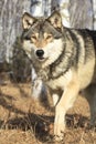 Timber wolf walking in forest