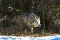 Timber Wolf Walking out of den in timbers Royalty Free Stock Photo