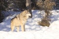 Timber wolf walking out of timbers