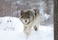 A lone Timber wolf or grey wolf (Canis lupus) walking in the winter snow in Canada Royalty Free Stock Photo