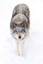 Timber Wolf Or Grey Wolf &#x28;Canis Lupus&#x29; Isolated Against A White Background Walking In The Winter Snow In Canada
